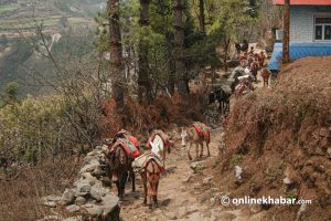 Donkey abuse on Everest trail casts a shadow on trekking experience for many