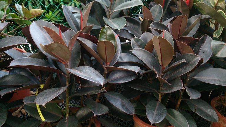 8 best indoor plants for Nepal’s urban households - OnlineKhabar ...