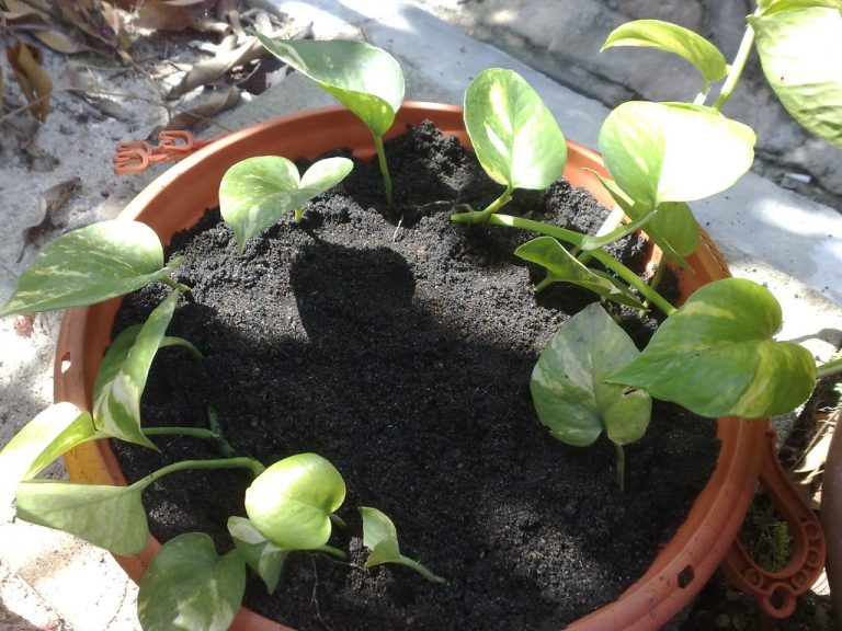 8 best indoor plants for Nepal’s urban households OnlineKhabar