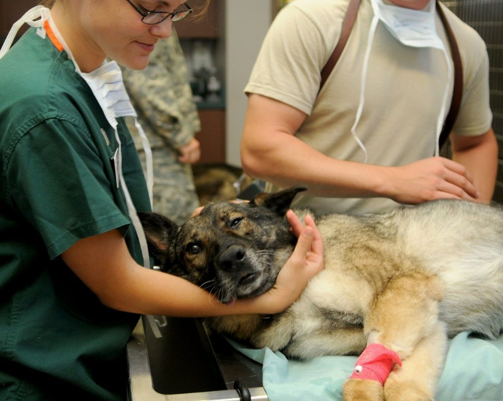 veterinary medicine in nepal