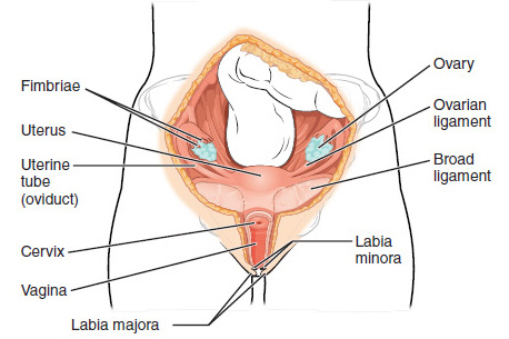 Anatomy of Female uterus