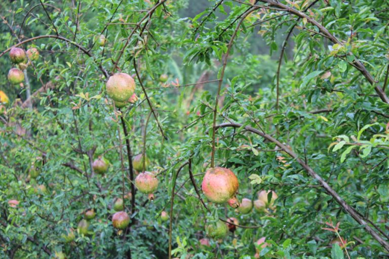 anar kaka pomegranate farming