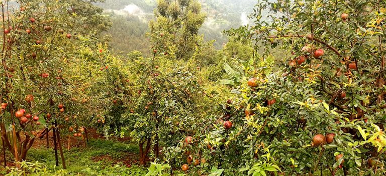 anar kaka pomegranate farming