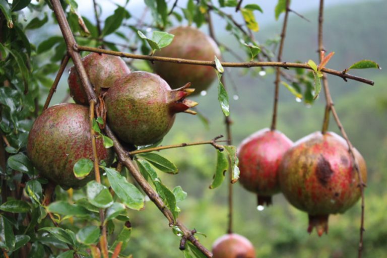 anar kaka pomegranate farming