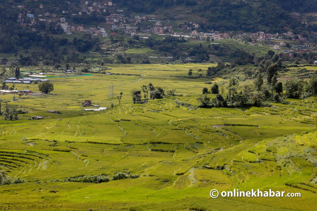 Climate change has affected all major crops of Nepal including rice.