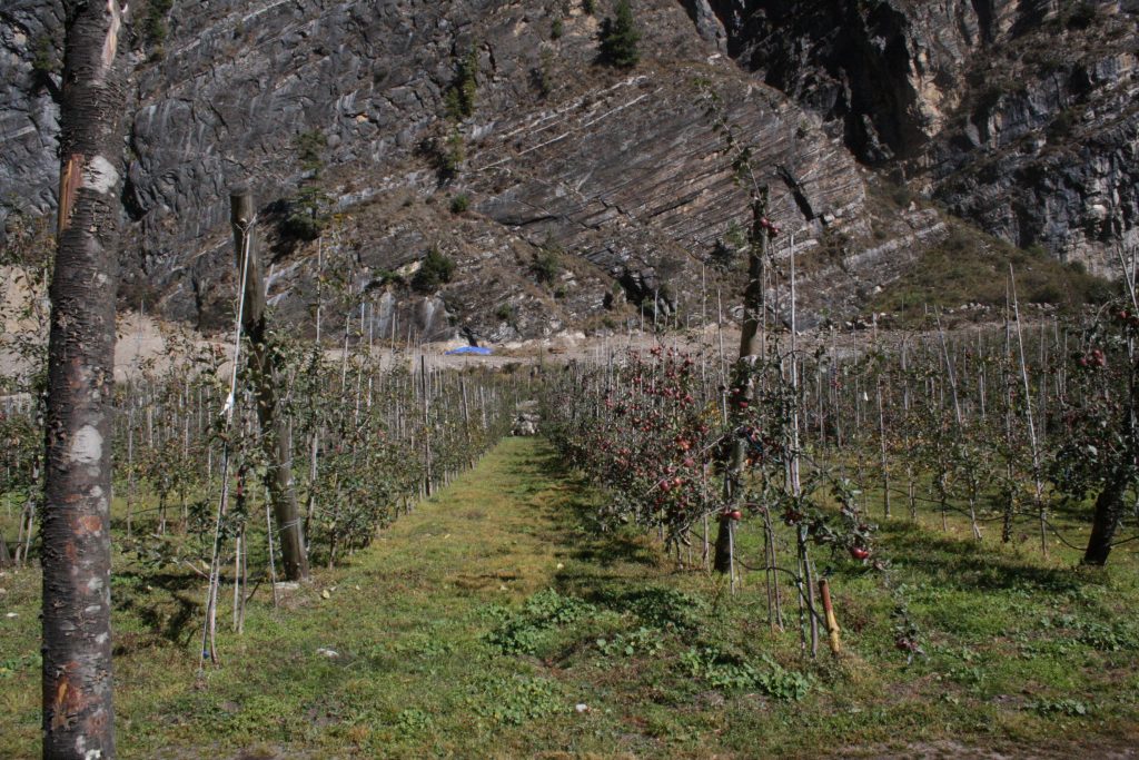 Because erstwhile rain-shadow zones such as Manang and Mustang are receiving more rainfall, it can also affect apple farming there. This photo was taken in Chame of Manang, in November 2018 Photo: Shashwat Pant/File