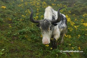 Unidentified disease haunts Manang yaks