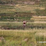 Food security in Nepal: Challenges are there, but solutions are possible