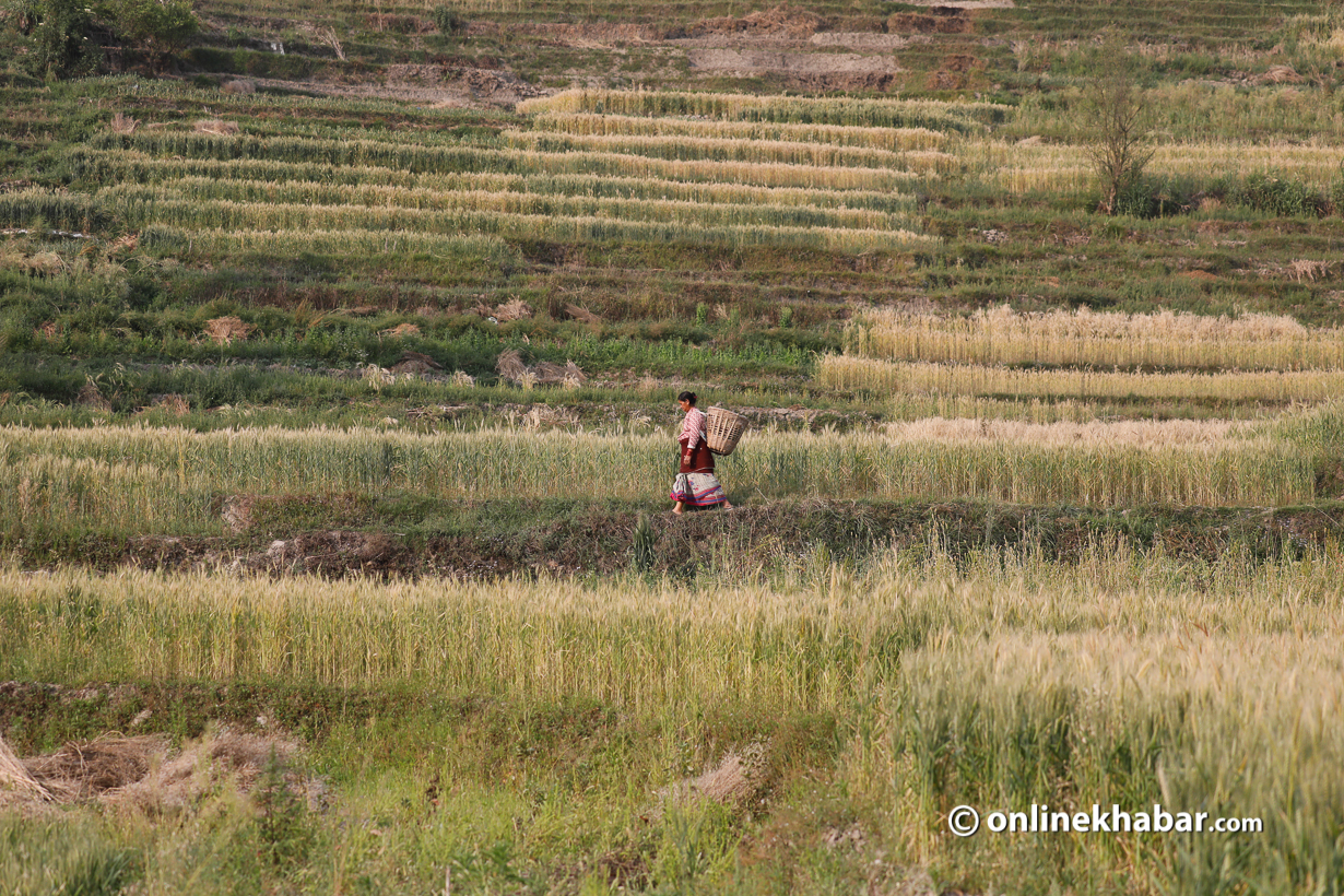 Climate change may lead to food insecurity in Nepal, according to experts. The picture shows a woman preparing to harvest wheat in Khokana of Lalitpur in 2021. Photo: Bikash Shrestha agricultural land in nepal