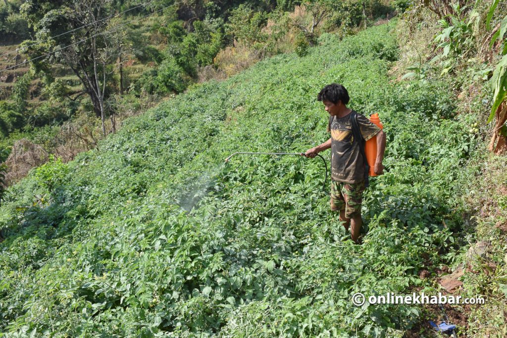 Farmers say their yield is nominal if they do not use pesticides, due to climate change impact.