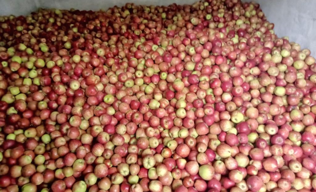 jumla apple farming farmers