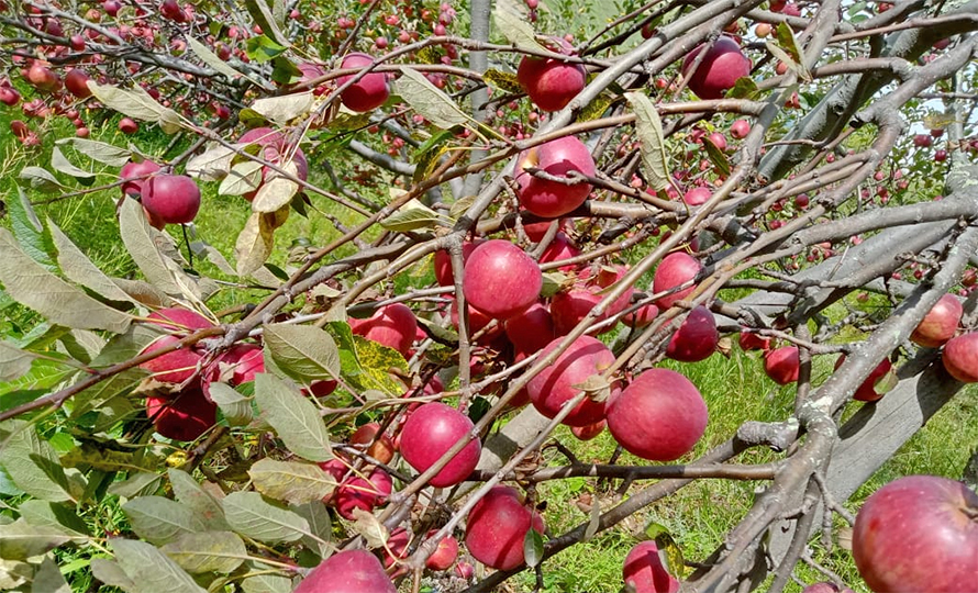 jumla apple farming farmers