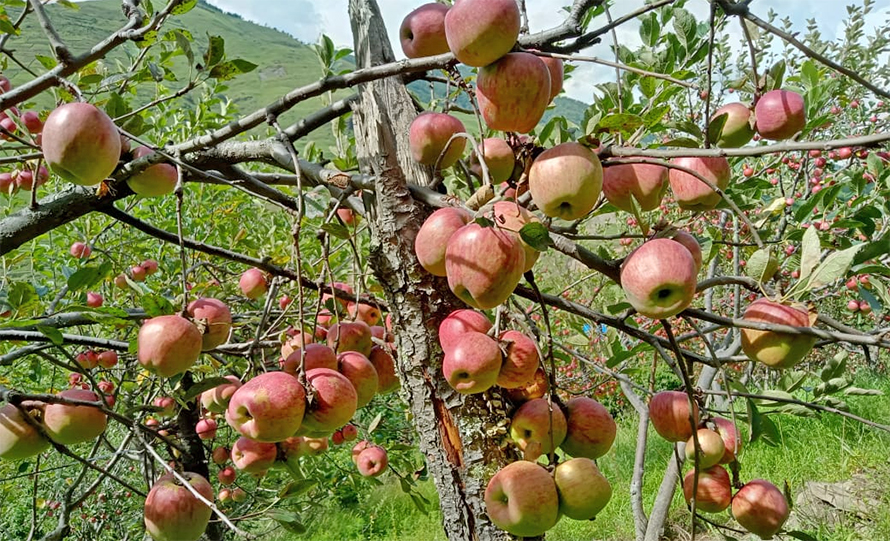 jumla apple farming farmers