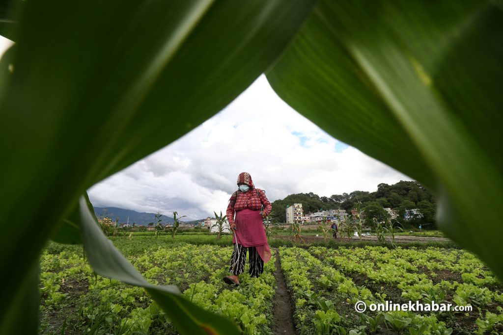 Farmers say their yield is nominal if they do not use pesticides, due to climate change impact. Photo: Aryan Dhimal