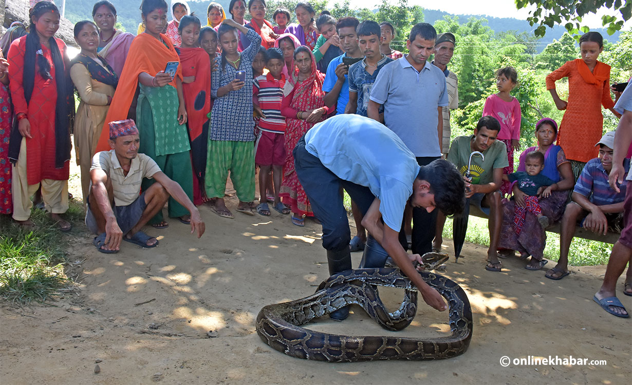 Basant Subedi: A man on the mission to rescue snakes from humans ...