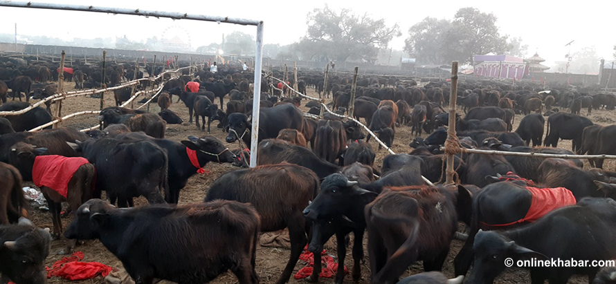 Animals gathered in Gadhimai for animal sacrifice.