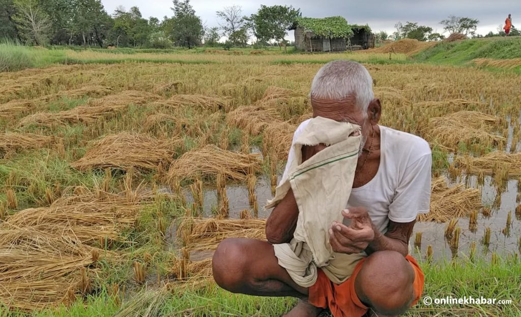 A farmer laments the loss caused by unseasonal rainfall, in Dhanusha of Province 2, in October 2021. Photo: Shrawan Dev
