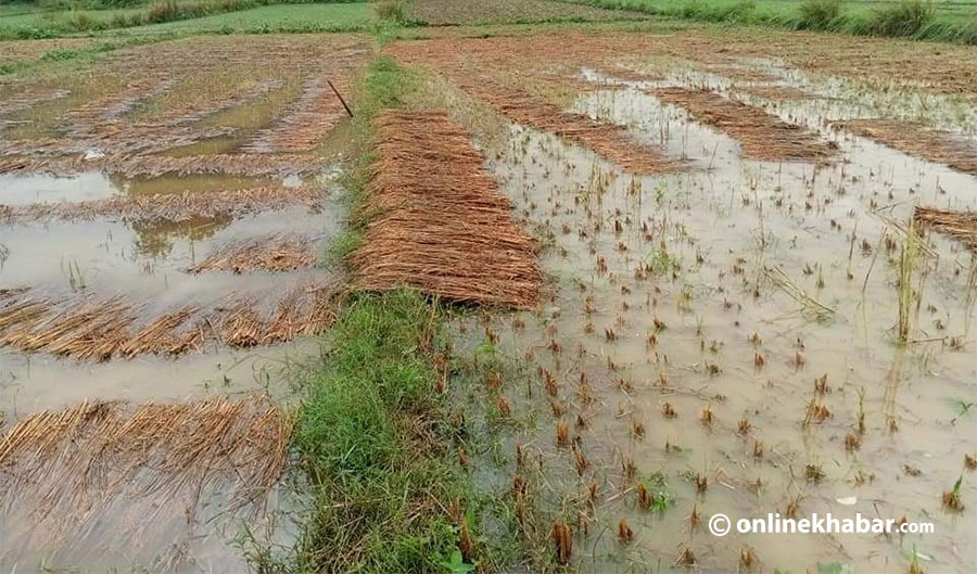 Unseasonal rainfall destroyed rice plants ready to be harvested,, across Nepal, in October 2021.