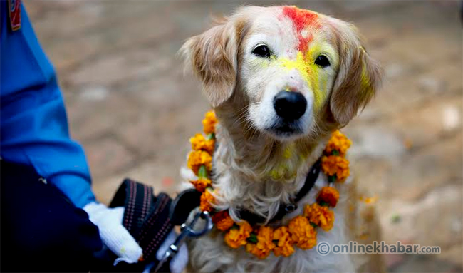 nepal-worships-these-7-animals-every-year-with-special-festivals-for