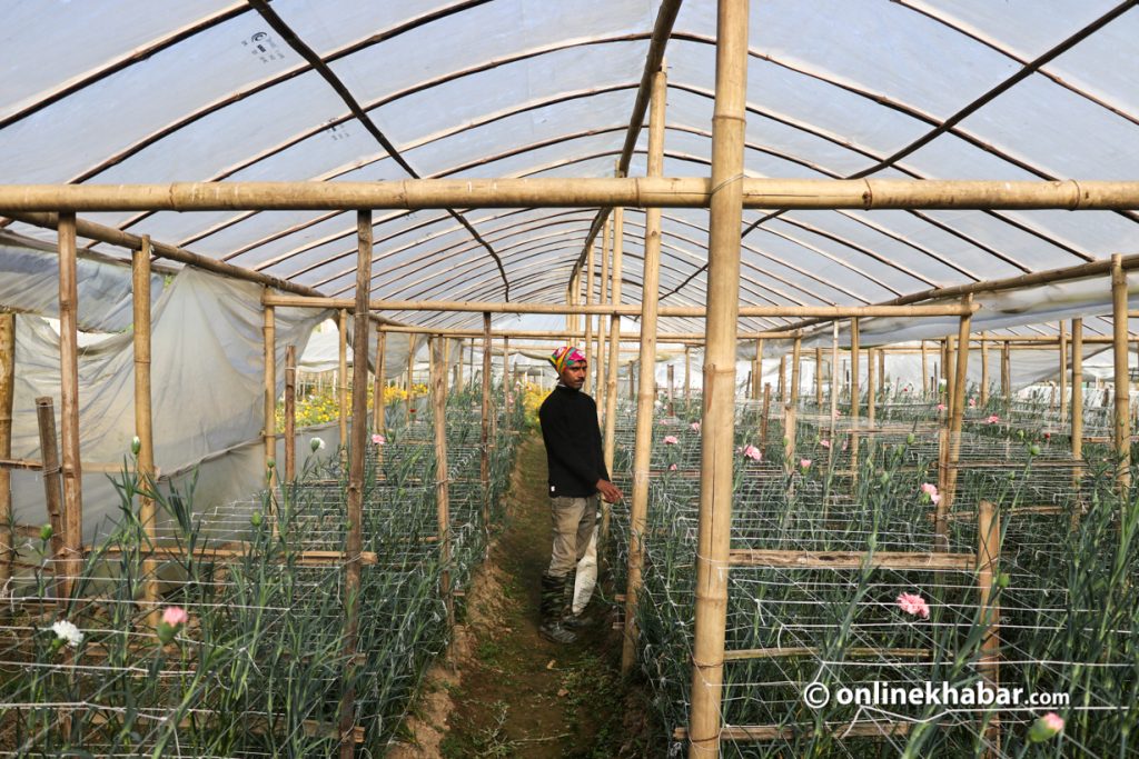 A staff member looking after the cut flower plants at the Himalayan Floriculture farm