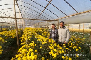 Himalaya Floriculture: A startup proving flower cultivation as a year-around business in Nepal
