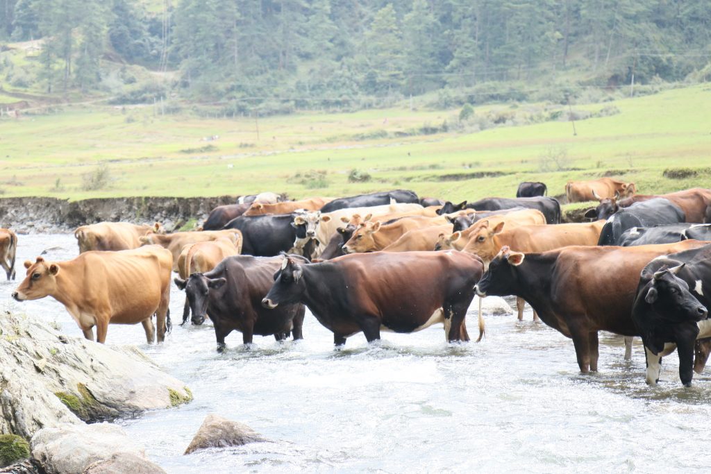 Cattle congregate in a river in Jiri