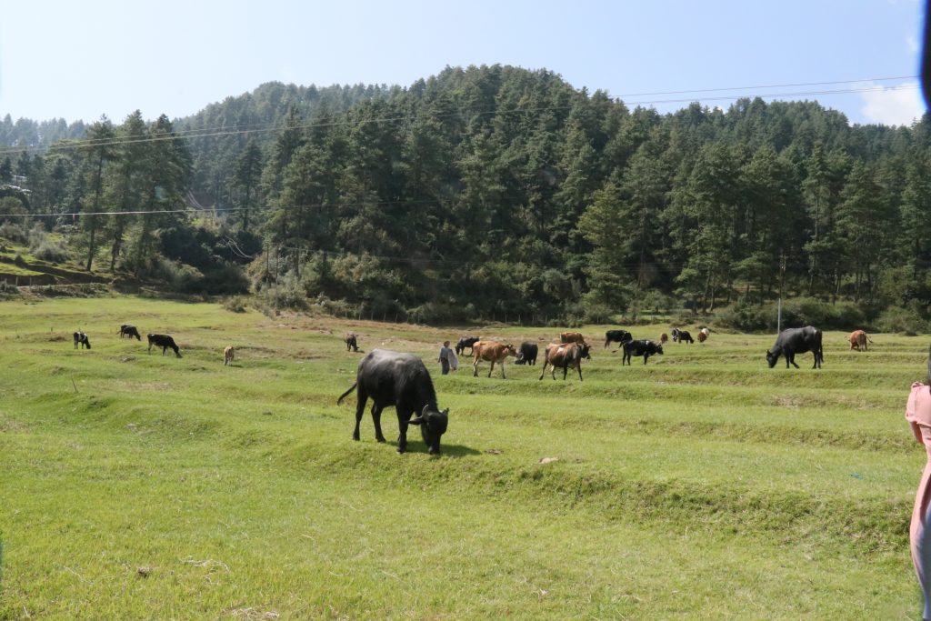 Cattle of a farm grazing in the pasture
