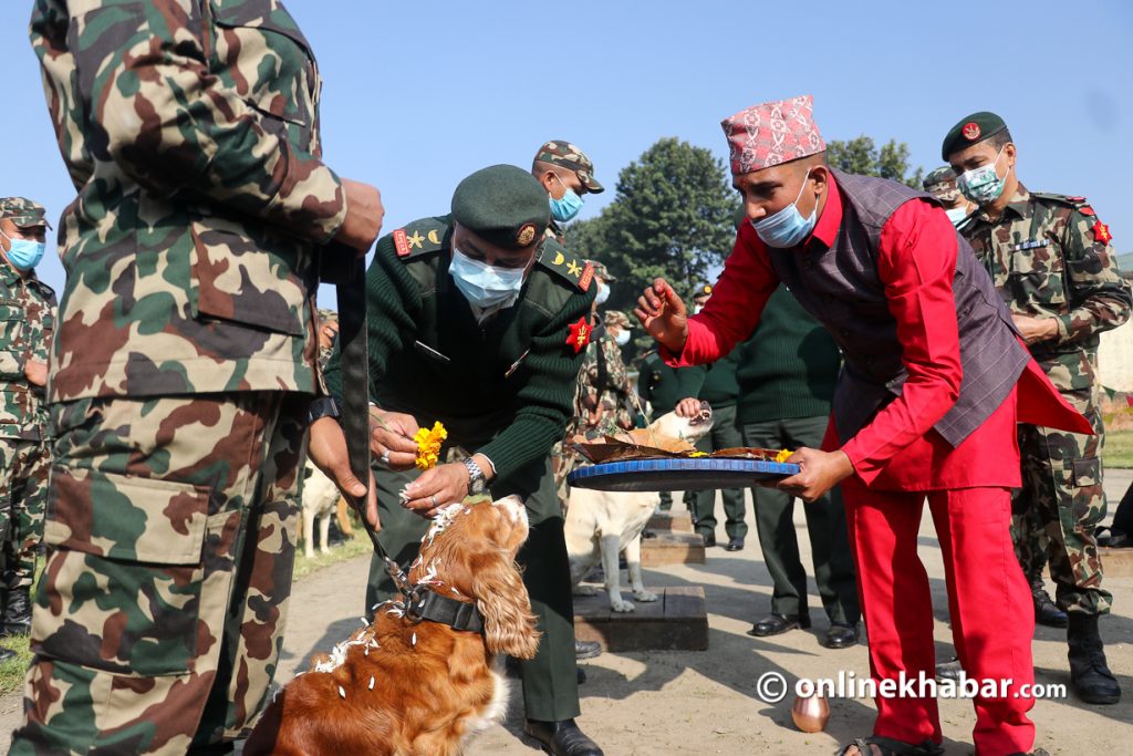 Nepal Army personnel offeri tika to dogs at the Bhairav Bahan Company, on the occasion of Kukur Tihar.