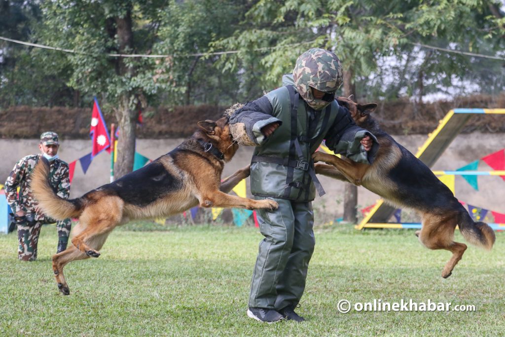Two guard dogs attack an army man acting as an enemy in a Kukur Tihar function.