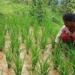 SRI: A new technique is helping Nepal farmers produce more rice with less water
