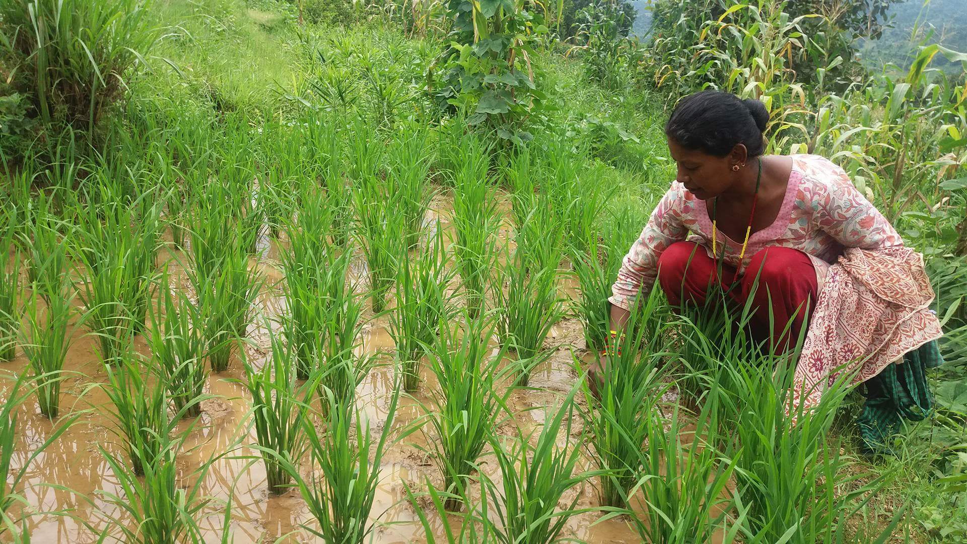 The SRI is a farming methodology aimed at increasing the yield of rice.