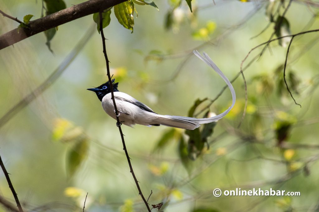 Birdwatching: Asian Paradise Flycatcher seen in Kathmandu. Photo: Aryan Dhimal