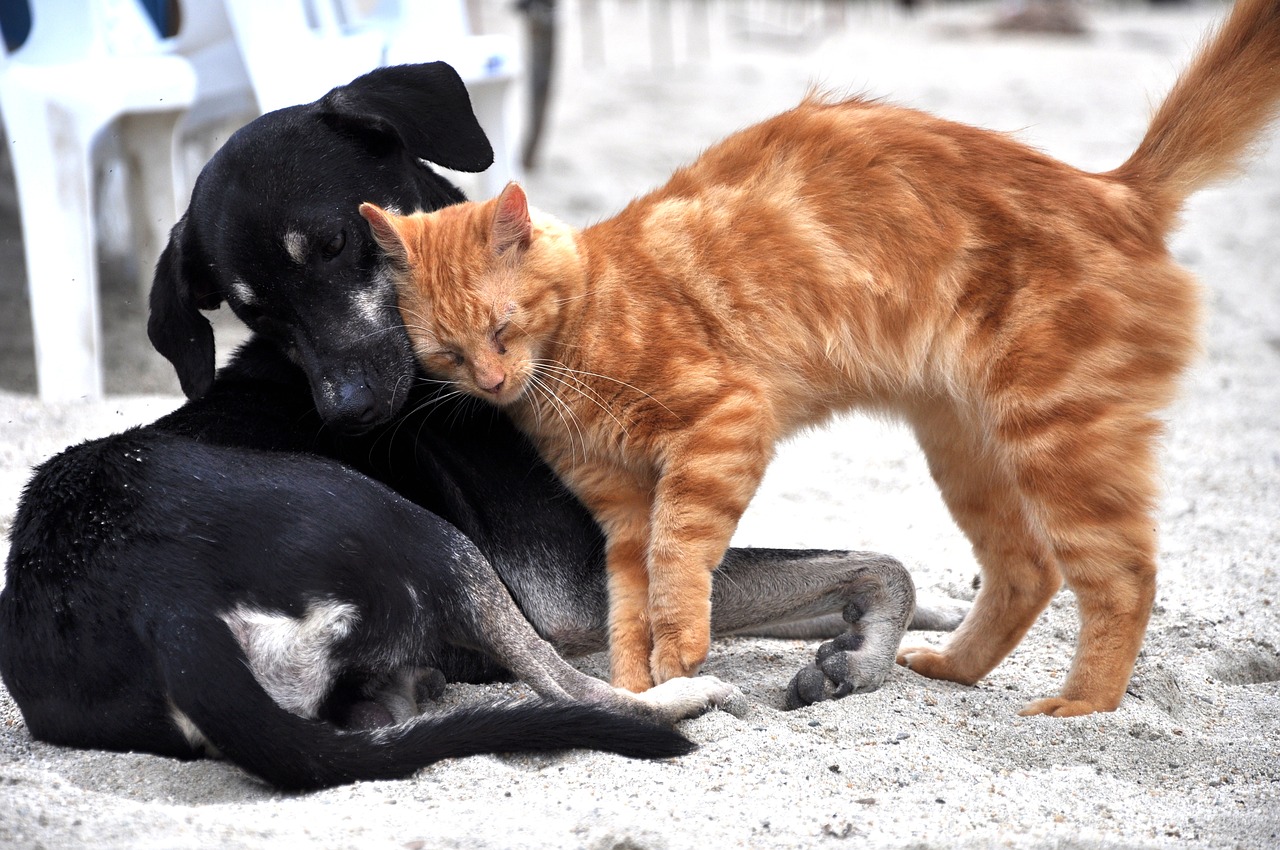 6 best veterinary hospitals for your pets in Kathmandu - OnlineKhabar  English News