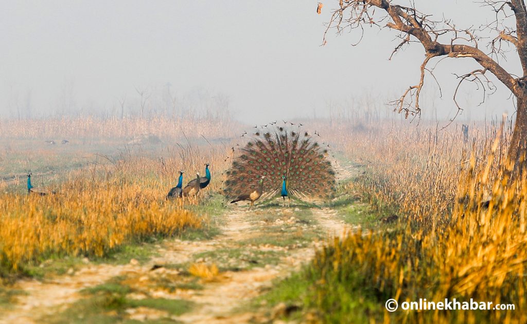 A peacock dancing at Shuklaphanta National Park. Photo: Bharat Bandhu Thapa