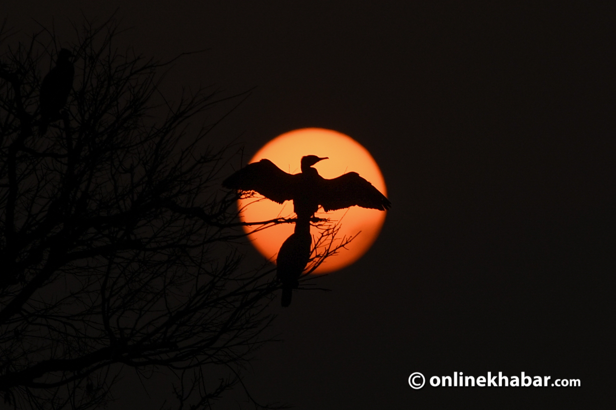A migratory bird seen in Taudaha Lake in Chobhar. Photo: Chandra Bahadur Ale