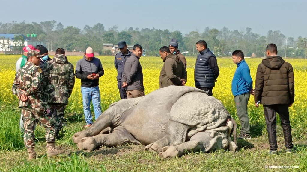A one-horned rhino is found dead in Chitwan, the biggest protected habitat of rhinos in Nepal, on December 13, 2021. Photo: Deepak Pokharel