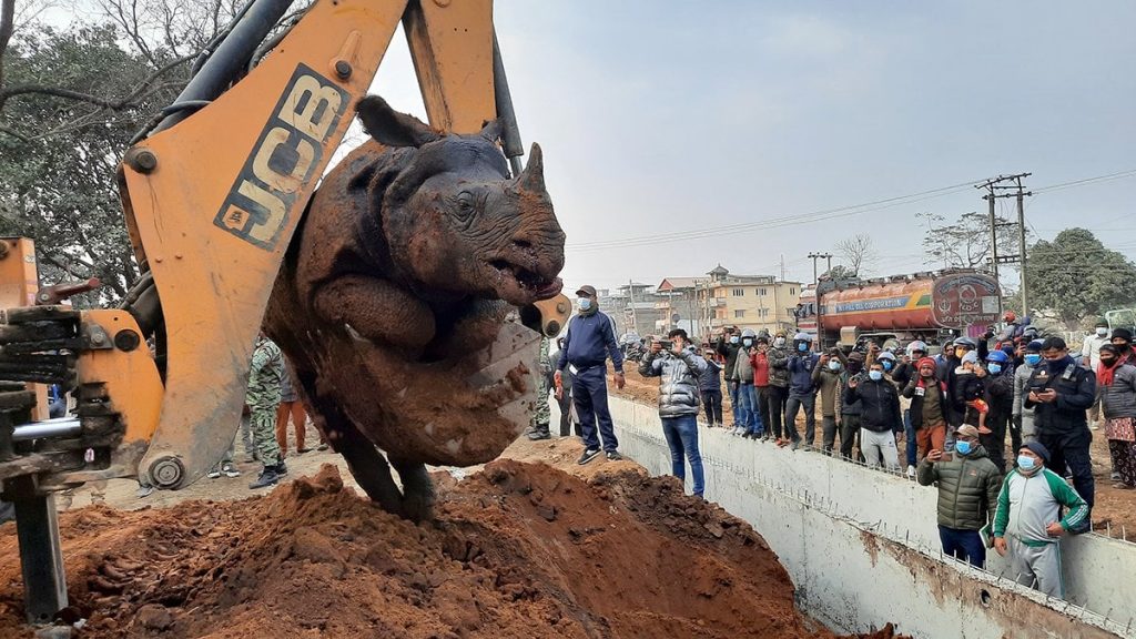 A deceased rhino is being lifted from a ditch in Chitwan.