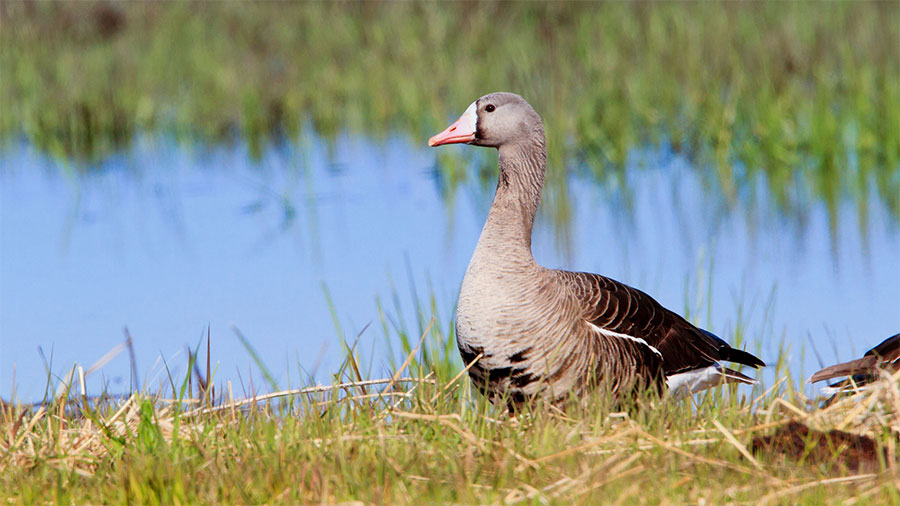 Greater-White-Fronted-Goose (1)