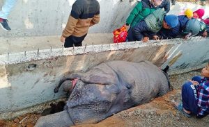 Rhino found dead on Chitwan roadside