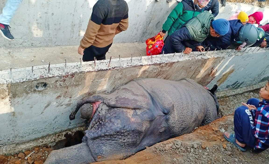 A rhino has been found dead in a roadside ditch, in Bharatpur of Chitwan, on Sunday, January 23, 2022.
