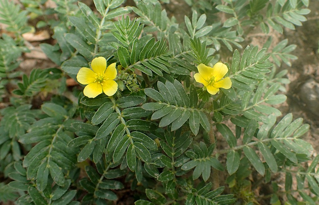 Gokhru-gokshura-battisa powder herb