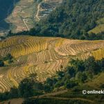 Conserving Nepal’s indigenous crops is an insurance policy against climate change