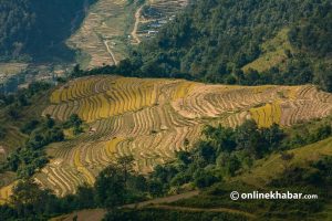 Conserving Nepal’s indigenous crops is an insurance policy against climate change