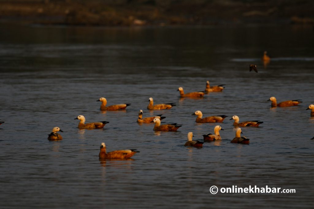 Wetlands birds in Sauraha-wild-life-1-1024x683