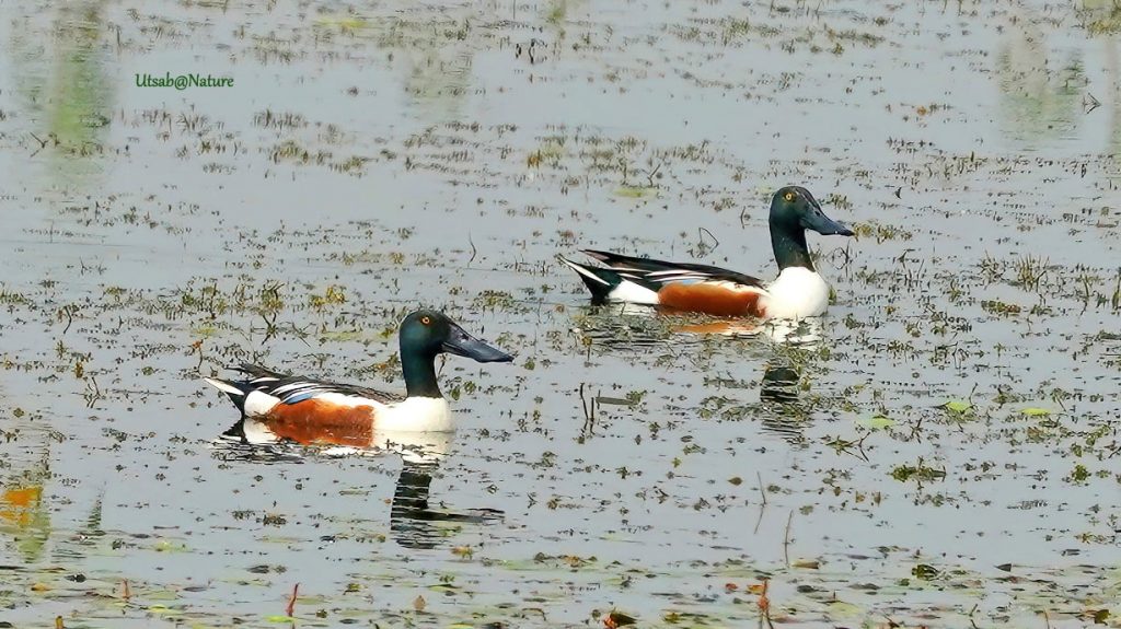 Winter migratory birds Northern Shoveler in wetlands