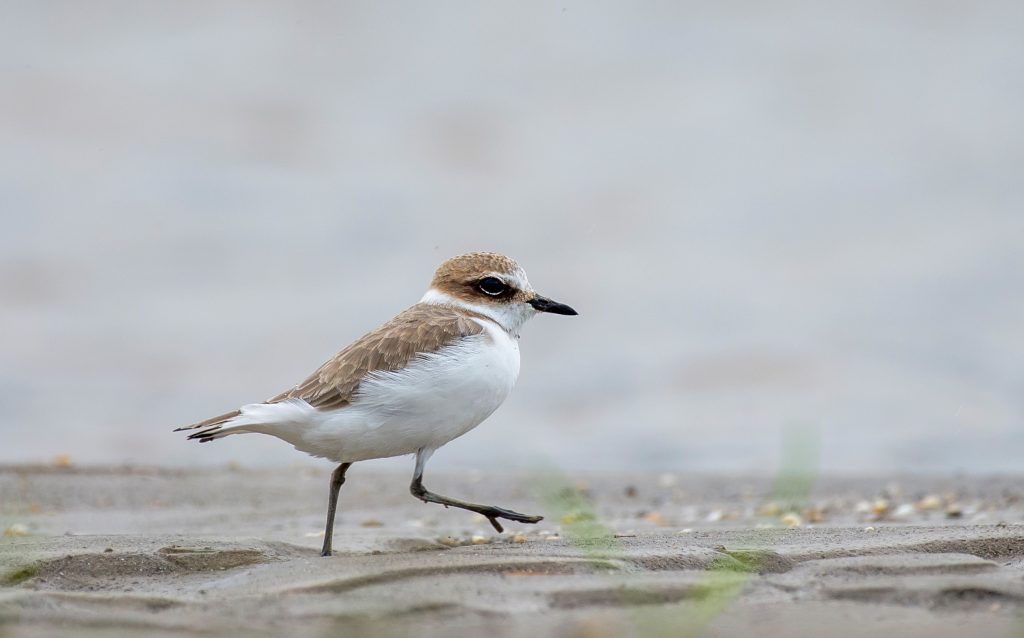 migratory bird kentish plover in wetlands