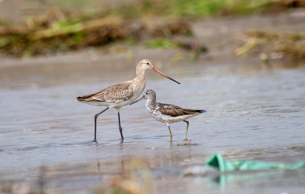 migratory birds godwit and greenshank in wetlands nepal