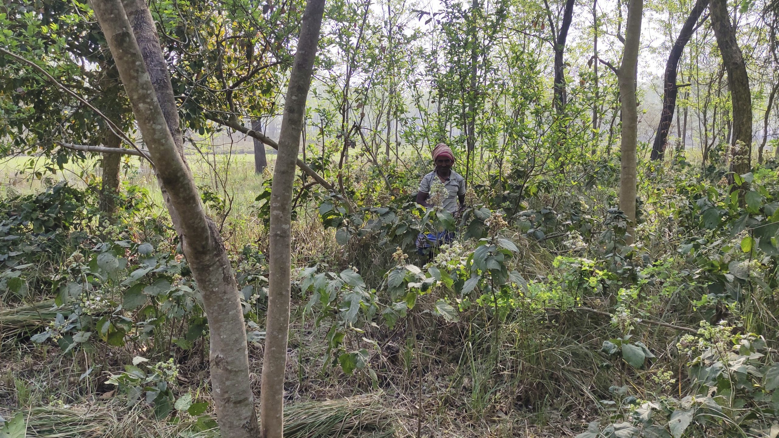 The Pragatishil community forest in Kapilvastu. Photo: Mukesh Pokhrel