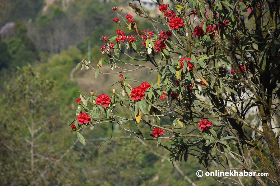 File: Rhododendron flowers in Nepal during spring.