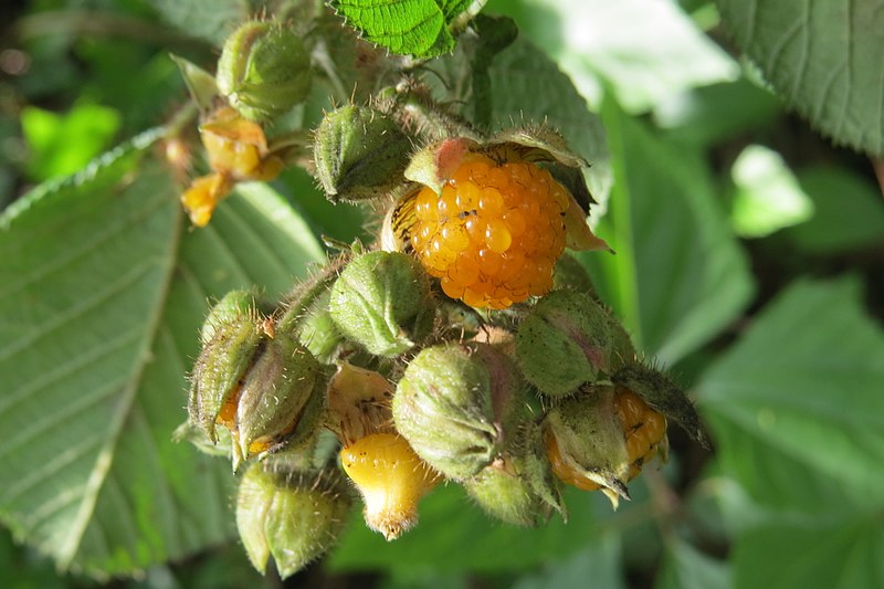 Himalayan golden raspberry.  Photo: Wikimedia Commons